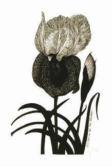 Iris Iberica by Tinatin Tskhadadze