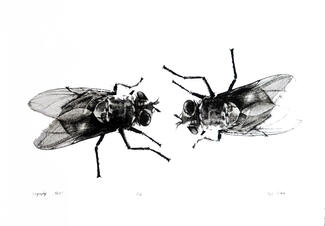 Flies by Maia Chichua