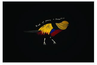 Bird of Peace & Paradise by MakaTavamaishvili